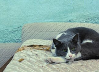 Susurluk Belediye Dinlenme Tesisi Nerede ve Neden Önemli?